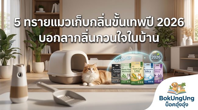 5 Best Odor-Control Cat Litters of 2026: Say Goodbye to Annoying Odors at Home