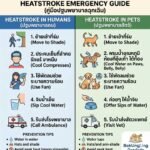 วิธีปฐมพยาบาล Heatstroke เบื้องต้นทั้งคนและสัตว์เลี้ยง ในวันที่อากาศแตะ 40 องศา