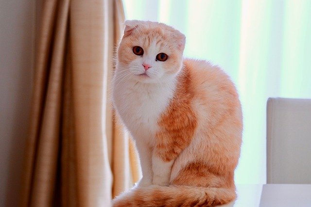 สก็อตทิช โฟลด์ (Scottish Fold) แมวหน้ากลม หูพับ ที่คว้าใจทาสแมวทั่วโลก