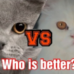 เปอร์เซีย vs บริติช ช็อตแฮร์: พันธุ์ไหนคือ “เนื้อคู่” ที่ใช่สำหรับไลฟ์สไตล์คุณ?