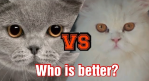 เปอร์เซีย vs บริติช ช็อตแฮร์: พันธุ์ไหนคือ “เนื้อคู่” ที่ใช่สำหรับไลฟ์สไตล์คุณ?